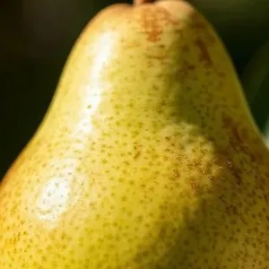 Sample photo of a pear transformed with w_300,h_300,c_crop