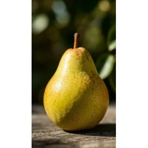 Sample photo of a pear transformed with w_300,h_300,c_pad,b_white