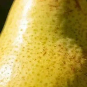 Sample photo of a pear transformed with w_300,h_300,c_thumb,z_1.5