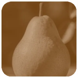 Sample photo of a pear transformed with c_fill,w_300,h_300/e_sepia/r_40/bo_6px_white