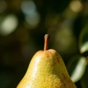 Sample photo of a pear transformed with w_300,h_300,c_fill,g_north