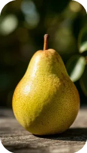 Sample photo of a pear transformed with w_300,r_60