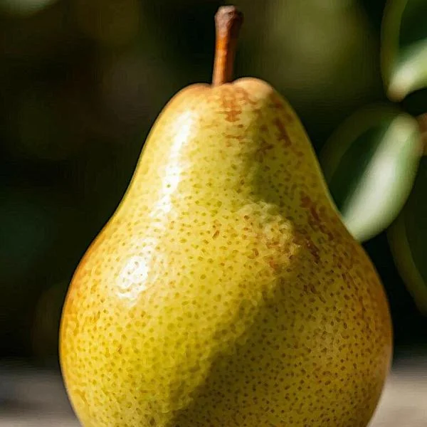 Oil paint applied to the pear photo