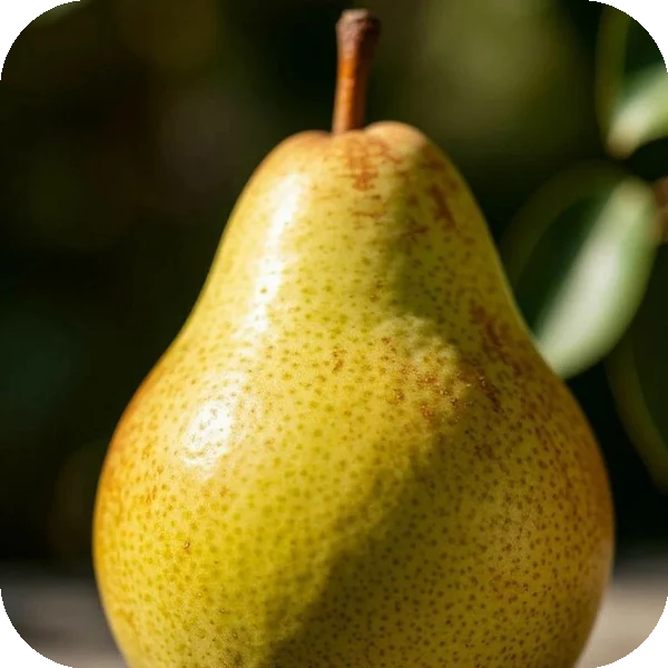 Rounded corners applied to the pear photo